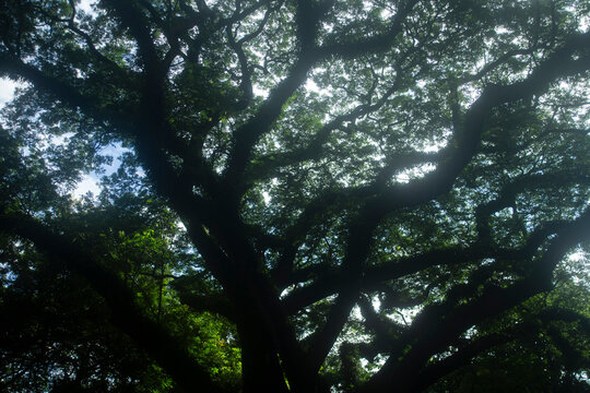 Low angle silhouette of a massive Samanea saman rain tree canopy.A dramatic low-angle shot looking up into the dense and expansive canopy of a massive Samanea saman