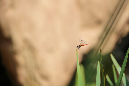 Delicate Dragonfly Perched on Grass