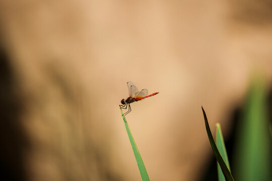 Dragonfly Resting on a Reed in Valencia