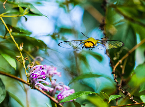 HD insect ecology footage: hummingbird hawk-moth flying off a flower, close-up of its perfectly transparent wings and fuzzy back