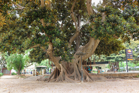 Ancient Fig Tree in Valencia