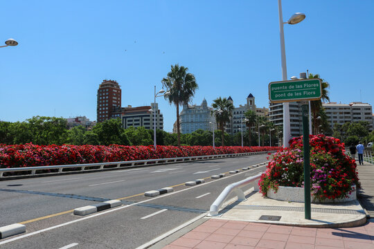 Flower-Lined Boulevard in Valencia