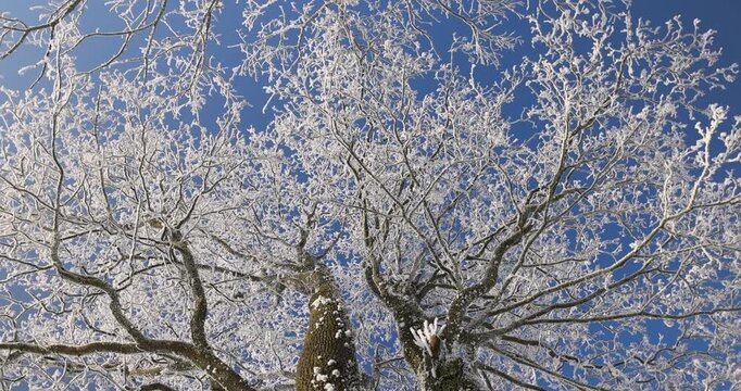   tall trees with light icy crowns in the field, sprawling trees lined up in an even row  