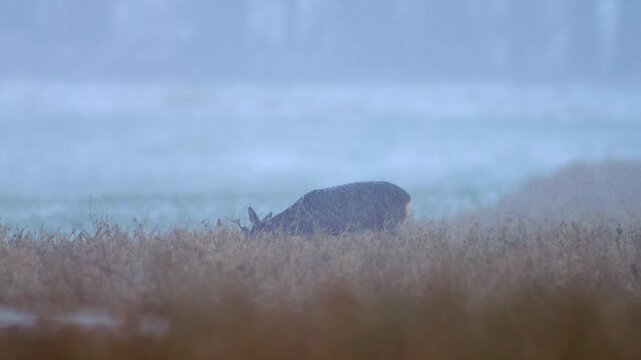 European Roe Deer Male Searching for Food at Field Edge During Snowfall, Germany, Winter Survival Wildlife 4K