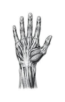 Detailed anatomical illustration of human hand muscles and tendons