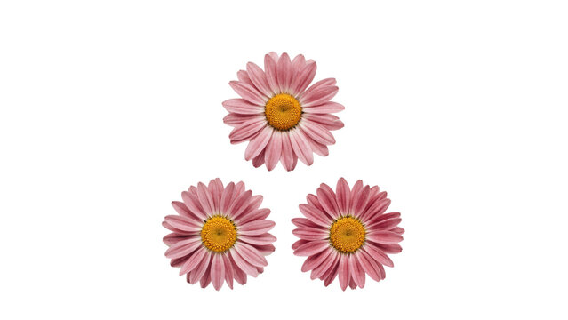 Three pink daisy flowers with yellow centers arranged in a triangular pattern on a white background, isolated on a, transparent background