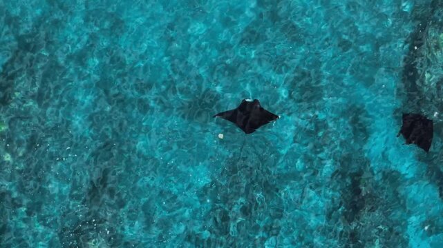Two black manta rays gracefully swim in crystal clear turquoise ocean water above coral reef.