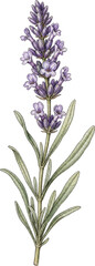 Obraz premium Vintage Botanical Illustration of Lavender Sprig in Watercolor and Ink Style