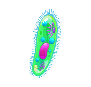 Cartoon infusoria icon with glossy elongated green body covered in short blue cilia. Vibrant protozoa with large pink nucleus, vacuole spheres, organelles and granule for biology posters