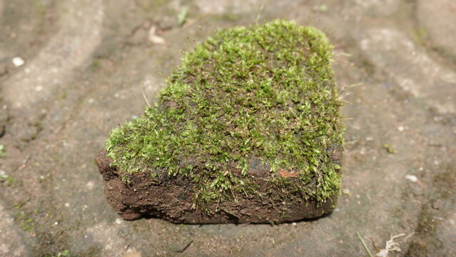 Moss grows wild on a piece of brick.
