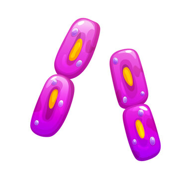 Cartoon bacteria cell division with diplococcus cells. Glossy magenta and purple protozoa with yellow oval nucleus and small lavender vacuole spheres. Vibrant icon for science classroom materials