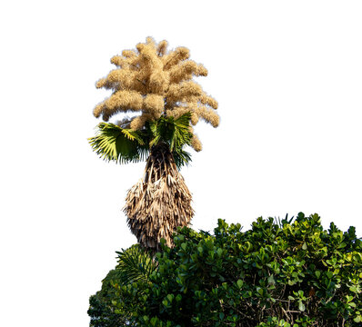 Talipot palm in bloom, displaying large golden structures. Transparent background. Ideal for landscaping, botany, gardening, design, and themes related to Brazilian tropical nature.