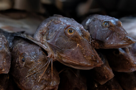 Gurnard or soldier, a bottom dwelling fish