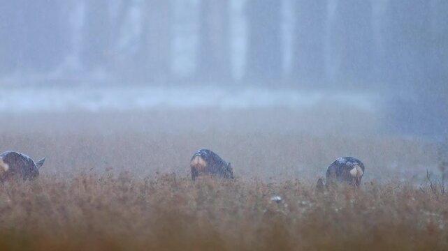 European Roe Deer Group Searching for Food at Field Edge During Snowfall, Germany, Winter Survival Wildlife 4K