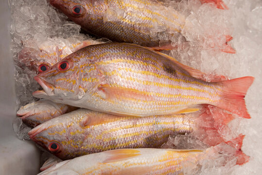 Lane snapper, the Mexican snapper, redtail snapper or spot snapper