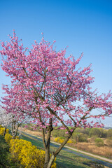 Fototapeta premium Vibrant pink cherry blossom tree and yellow forsythia blooming along park walking path under clear blue sky in spring.