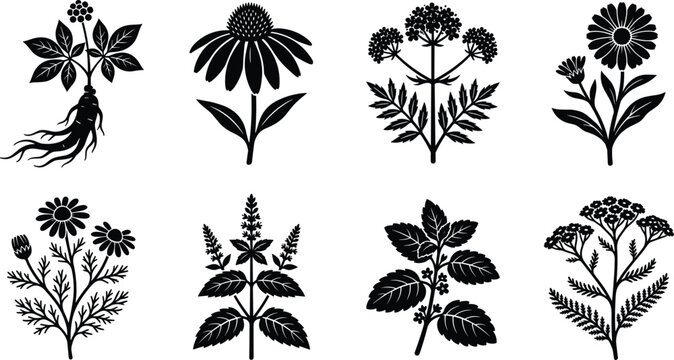 Medicinal Herbs and Botanicals Vector Icon Set Featuring Ginseng Echinacea Valerian Calendula Chamomile Peppermint Lemon Balm and Yarrow