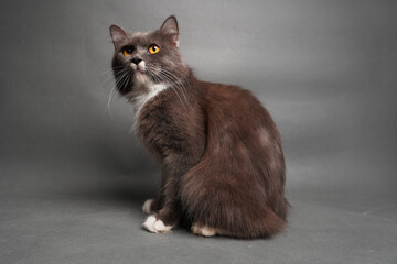 Gray cat with white paws and chest sits alert. Eyes glow gold, whiskers twitch with curiosity. Solid gray backdrop emphasizes feline elegance © jayed