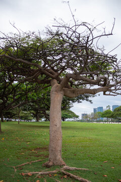 Royal poinciana tree with spread branches standing on a green grass field in a park