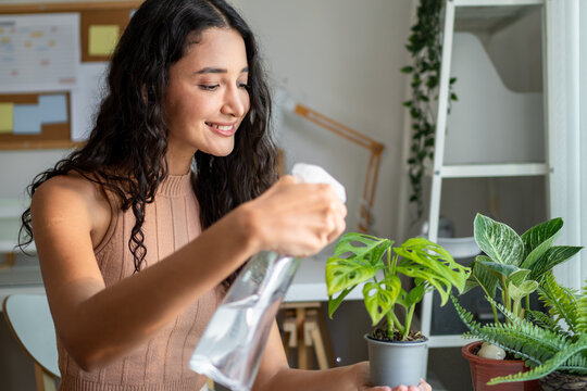 Young Hispanic woman gently watering indoors plant in cozy room at home. 