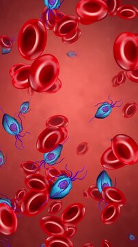 Microscopic Animation of Blue Parasites Drifting Among Red Blood Cells