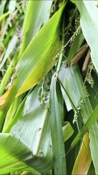 Green Fodder Leaves And Seed Heads