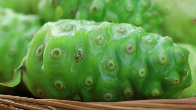 Fresh noni are high nutrients and antioxidants.