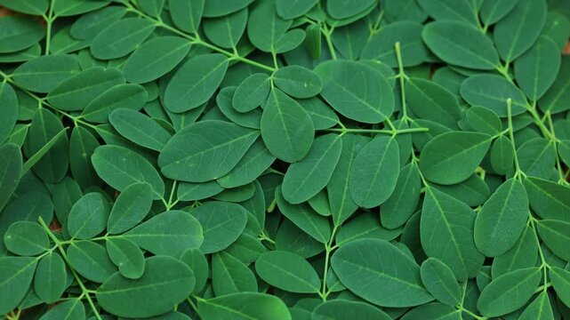 Harvested green moringa oleifera leaves