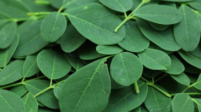 Harvested green moringa oleifera leaves