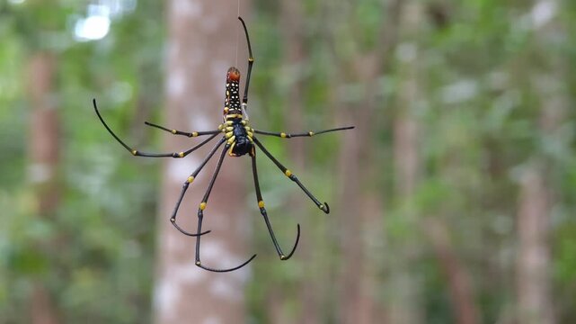 Golden orb web spider close up on a web 