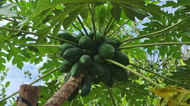 Unripe green papaya fruit growing on a tree