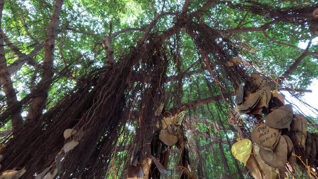 Wide shot of an ancient tree with hanging golden hearts inscribed with wishes from people worldwide at a Buddhist temple during daytime.