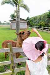A Chinese little girl feeding alpacas on a farm. © mei