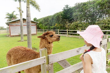 A Chinese little girl feeding alpacas on a farm. © mei