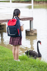 A Chinese little girl feeding black swans on a farm   © mei