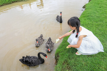 A Chinese little girl feeding black swans on a farm   © mei