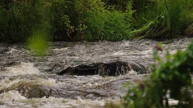 River water flows from right to left over a broad low rock, creating turbulent swirls. Green vegetation lines the far bank, with blurred foliage in the foreground.

