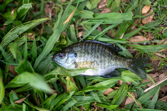 close-up top-down view of a freshly caught bluegill sunfish lying on vibrant green grass and dry leaves