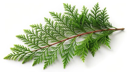 Fototapeta premium Lush Green Cedar Leaf Isolated on White Background for Design Use