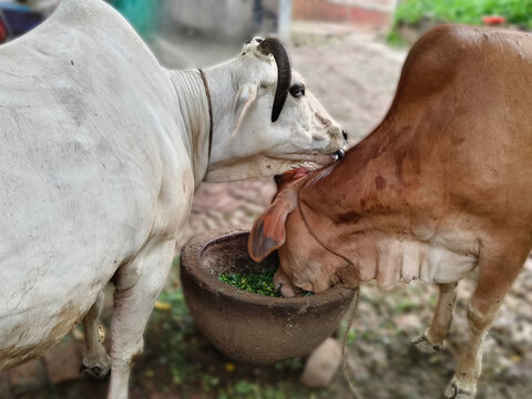Two cows sharing feed bowl
