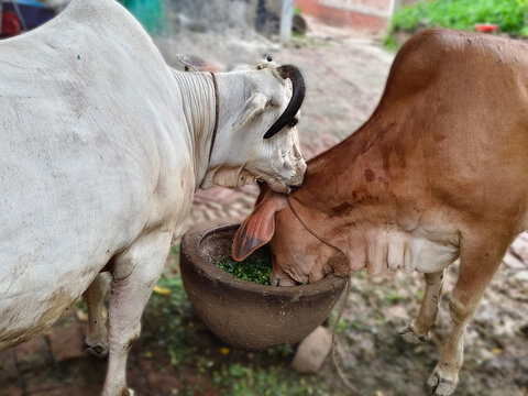 Cows feeding together from bowl