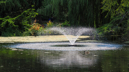 Fototapeta premium Nature, Wildlife and Gardens at Beacon Hill Park, Victoria, BC Canada