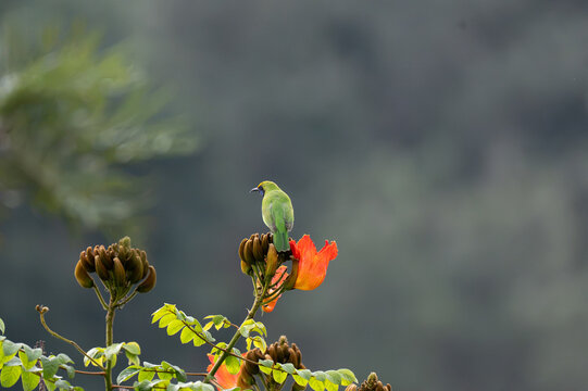 A vibrant of wild Leafbird perched atop flower buds on a blooming African tulip tree. Against a soft, blurred green background, the bright green plumage of the birds contrasts beautifully .