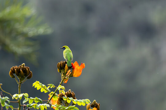 A vibrant of wild Leafbird perched atop flower buds on a blooming African tulip tree. Against a soft, blurred green background, the bright green plumage of the birds contrasts beautifully .