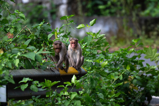 Two wild bonnet macaques perched closely on a yellow and black striped metal barrier surrounded by dense tropical green vegetation.