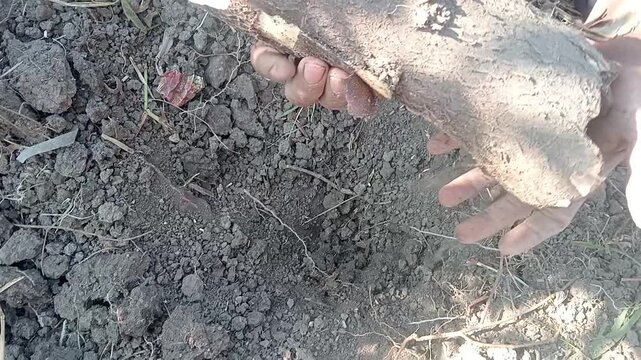 Close up of farmer hands cutting and preparing cassava root stem on the ground