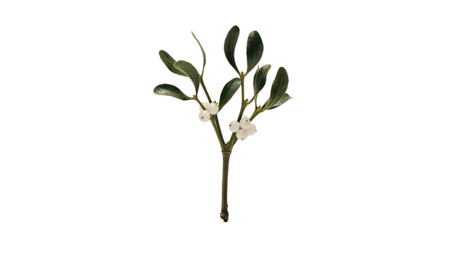 Sprig of green mistletoe with small white berries on a stem isolated on a transparent background plant