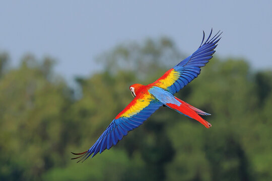 A colorful scarlet macaw parrot is flying in the forest. Free-flying bird