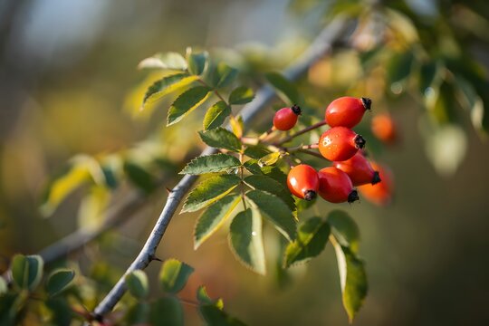 Rose Hips on a Branch