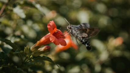 Naklejka premium Hummingbird moth feeding on a trumpet vine flower.